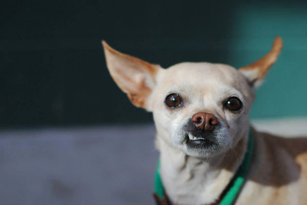 Pets for adoption